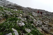 34 Tra i fiori di cima Arera